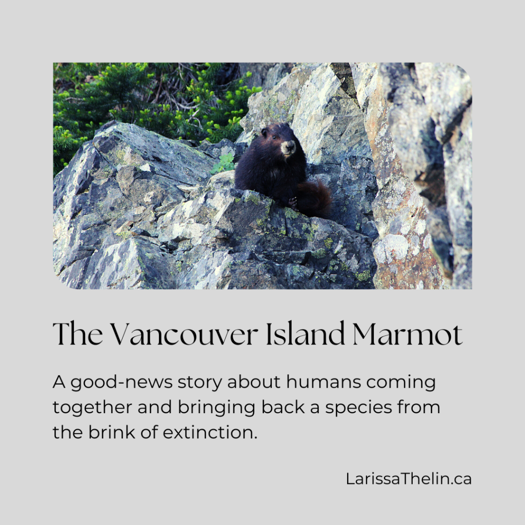 The Vancouver Island Marmot